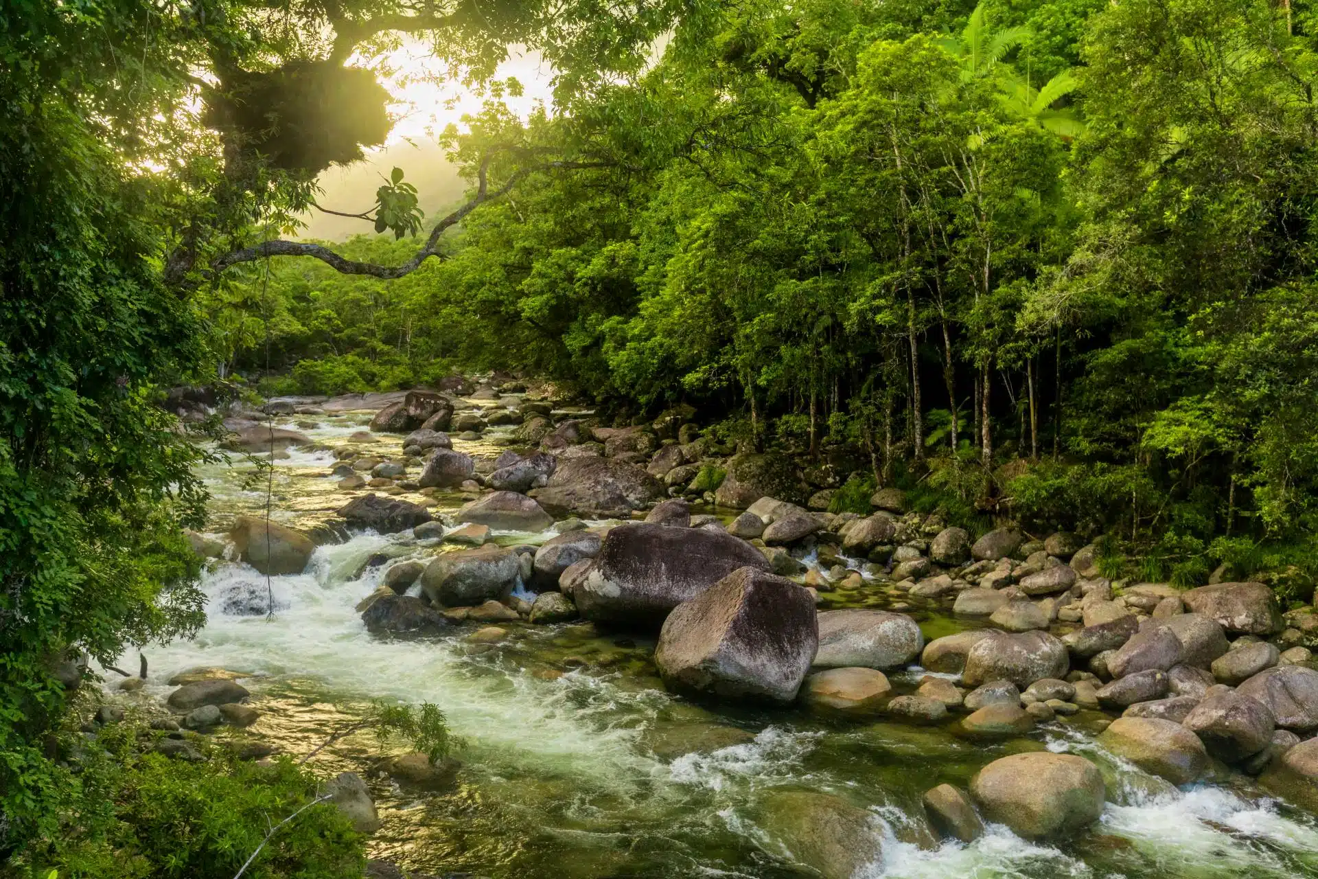 Cairns in Australia: una guida dettagliata per la vostra avventura down under - Cairns in Australia - WoW Travel Mossman Gorge River, Daintree Nationl Park - Australia