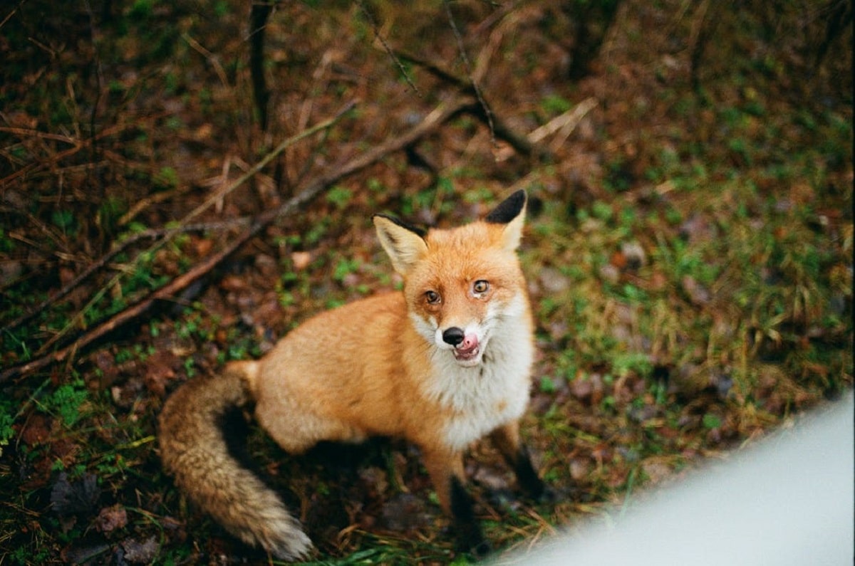 Foto animali selvatici: come utilizzare la fototrappola per catturare scatti magnifici - fototrappola - WoW Travel