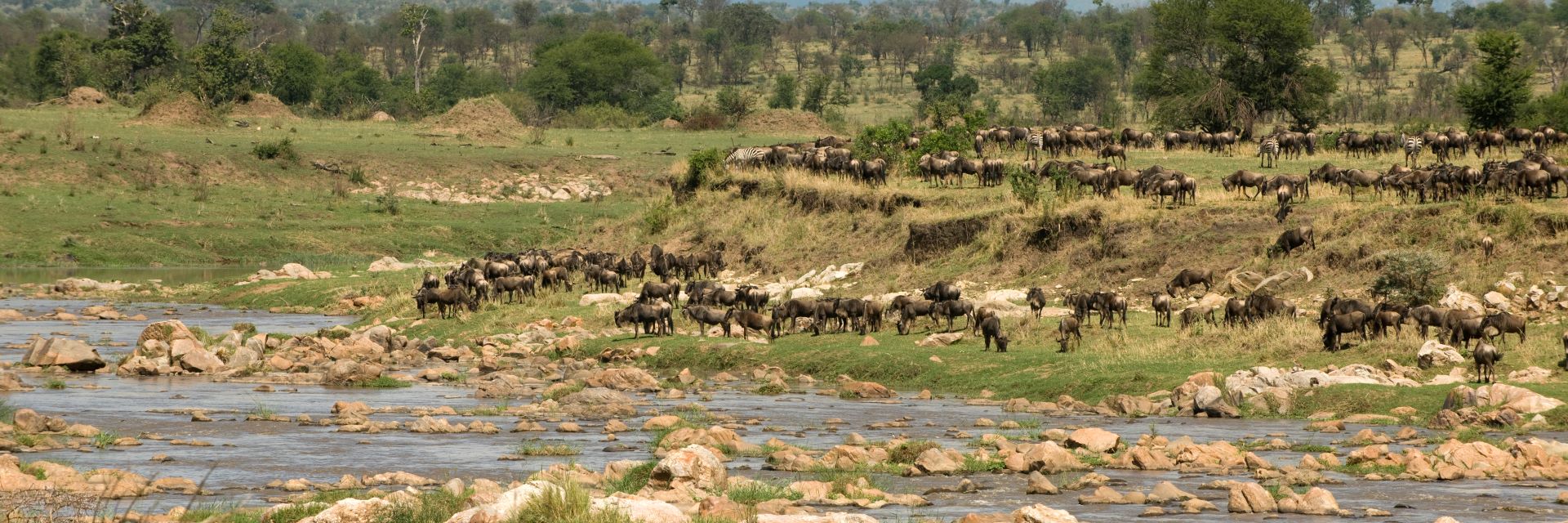Quando andare in Tanzania per un safari la guida definitiva per l'amante dei viaggi