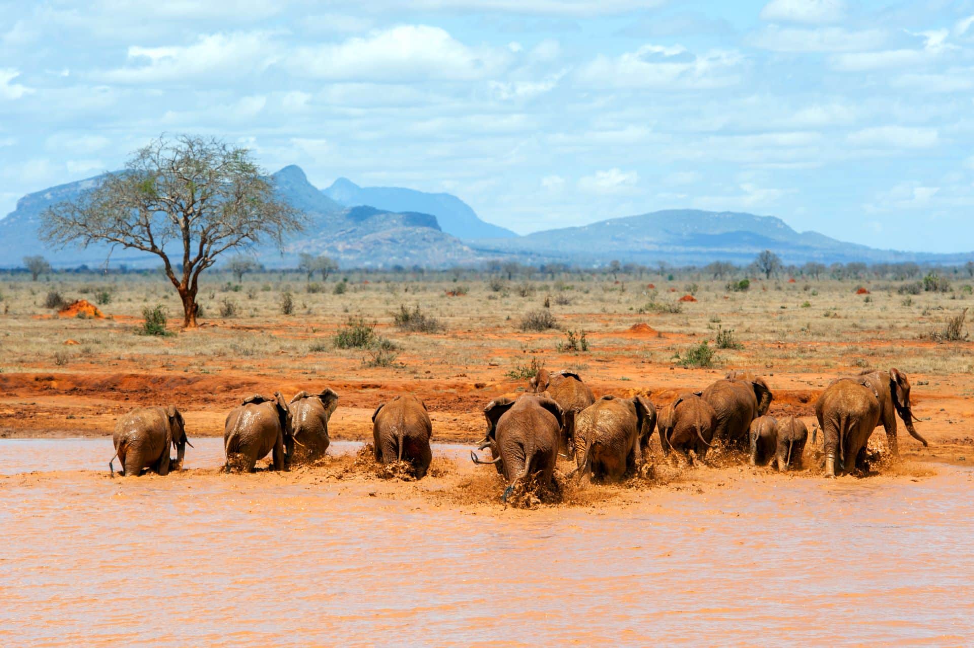 Viaggio in Kenya con safari un'esperienza indimenticabile tra natura selvaggia e spiagge da sogno